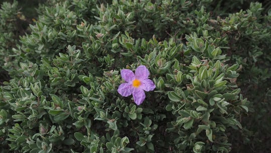 cistustee-auch-zistrosentee-genannt-cc0-pixabay-hans-180613 Cistustee, auch Zistrosentee genannt