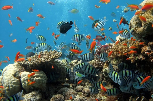 fischfutter-am-korallenriff-cc0-pixabay-visavietnam-210627_download Fischfutter am Korallenriff.