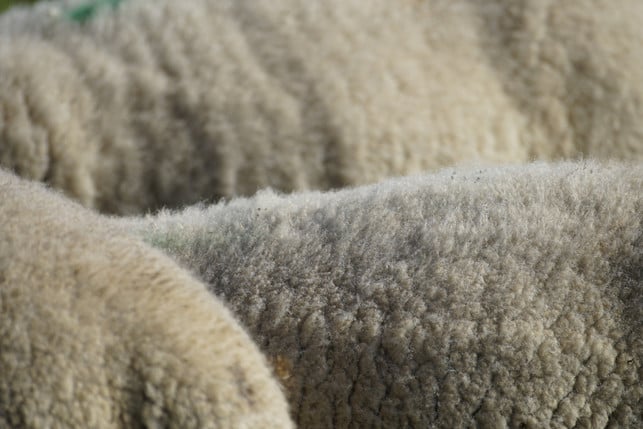 kleidermotten-lieben-tierische-fasern-und-schafwol-cc0--pixabay--jhenning-250704_download Kleidermotten lieben tierische Fasern und Schafwolle.