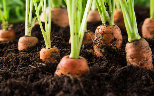 Gemüse selber ziehen Wie du Karotten, Knoblauch und Co. nachwachsen lässt