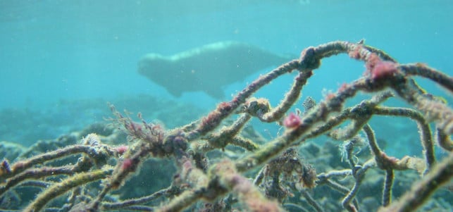 150721-plastikmuell-meer-netze-y_NOAAs_Marine_Debris_Program_1280x600 Plastik im Meer: Über Bord geworfene Fischernetze gefährden viele Meereslebewesen.