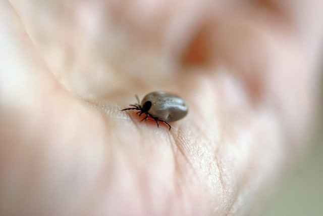 There is also no scientific evidence as to whether black cumin oil is effective against ticks in humans. However, you can usually try the oil yourself without any risk.