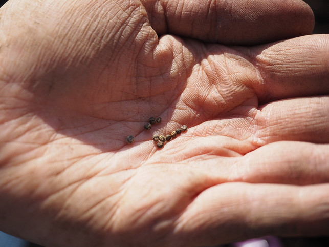 durch-die-zusaetzliche-waerme-in-deinem-huegelbeet-ka-cc0-pixabay-hans-200409_download Durch die zusätzliche Wärme in deinem Hügelbeet kannst du früher mit der Aussaat beginnen.