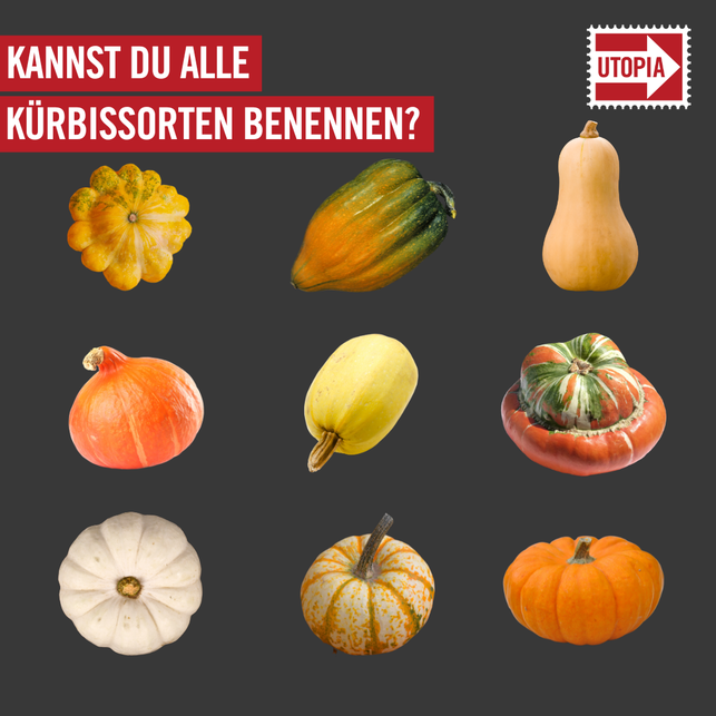 welche-kuerbisse-kannst-du-benennen-foto-cco-231007_download Welche Kürbisse kannst du benennen?
