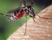 mückenstich allergie
