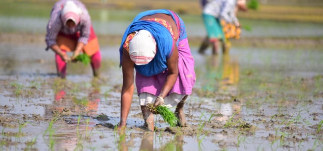 Frauen pflanzen Reissetzlinge auf einem Reisfeld im Dorf Mayong im Bezirk Morigaon im nordöstlichen indischen Bundesstaat Assam. Laut einer Studie führt der Klimawandel zu weniger Ertrag und Qualität bei Reispflanzen.