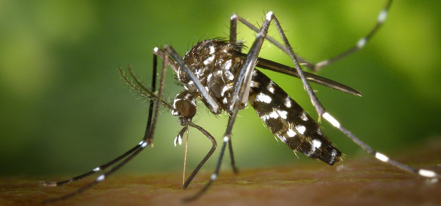 muecke-insekten-vertreiben-pb-1700602-1280x600 Mücke, Asiatische Tigermücke