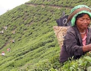 Steile Hänge und unwegsames Gelände erschweren die Arbeit der Teepflückerinnen in Darjeeling.