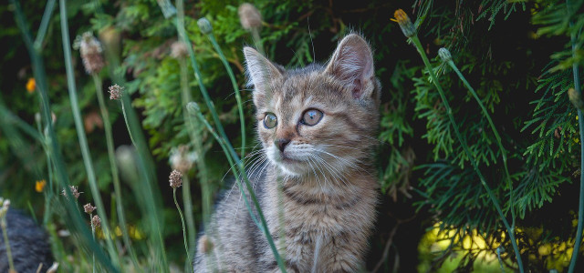 giftige pflanzen katzen