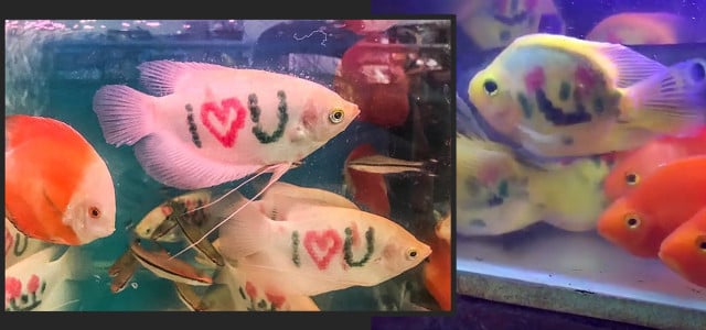 Instagram-Story: Tätowierte Fische