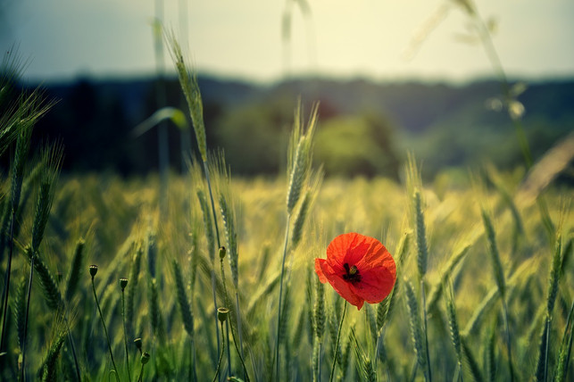 klatschmohn-ist-sehr-pflegeleicht-und-eignet-sich-cc0-pixabay-jplenio-190808_download Klatschmohn ist sehr pflegeleicht und eignet sich deshalb für jeden Garten.