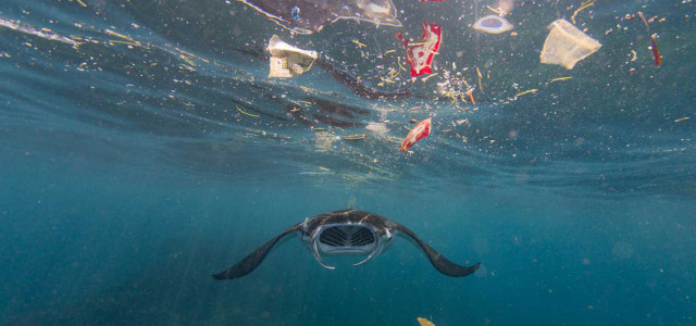 Einer Schätzung aus dem Jahr 2018 zu Folge ist Einwegplastik für 60 bis 95 Prozent der weltweiten Plastikverschmutzung der Meere verantwortlich.