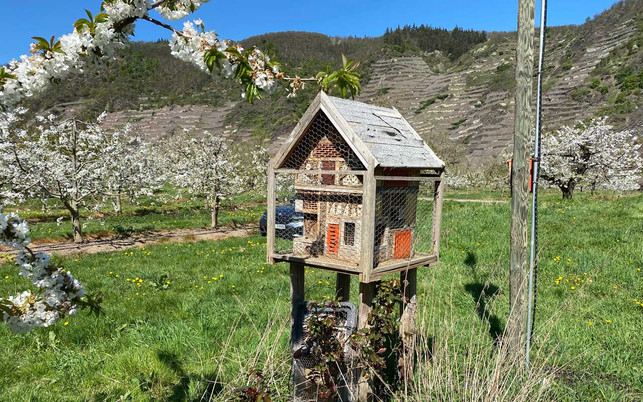 Bienehotel Bienenhotel - Biodiversität