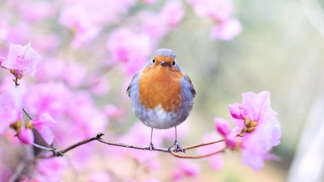 vogelstimmen-erkennen-cc0-pixabay-jill111-180129 Vogelstimmen erkennen