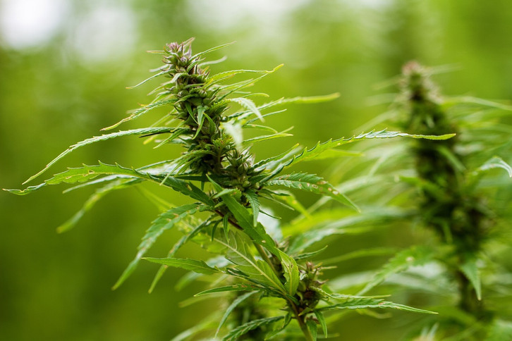 Hanf anbauen: Cannabis zu Hause legal pflanzen - Utopia.de