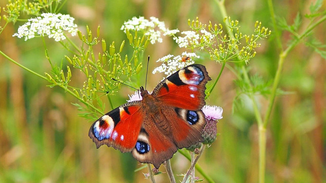 um-schmetterlinge-zu-bestimmen-solltest-du-dich-z-cc0-pixabay-kie-ker-210319_download Um Schmetterlinge zu bestimmen, solltest du dich zunächst nach der grundlegenden Flügelfarbe richten.