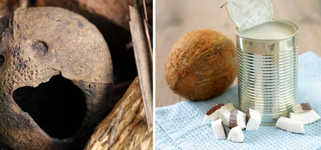 Nährwerte Kokosmilch gesund