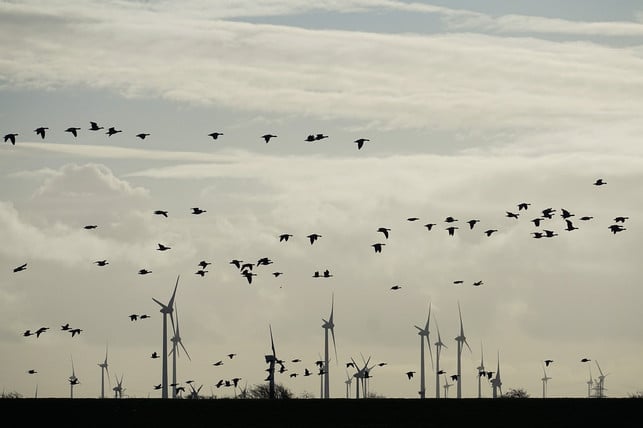 aus-tierschutzgruenden-drehen-sich-windraeder-manchm-cc0-pixabay-kranich17-230531_download Aus Tierschutzgründen drehen sich Windräder manchmal nicht.