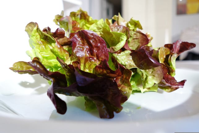 pfluecksalat-kannst-du-nach-dem-ernten-so-essen-ode-cc0--pixabay--stephaniealbert-250605_download Pflücksalat kannst du nach dem Ernten so essen oder anderen Speisen hinzufügen.