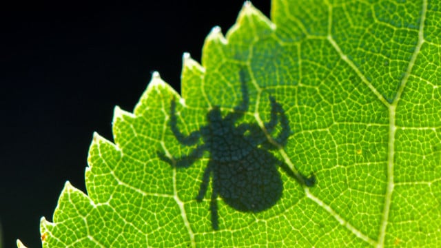 zecken-krankheiten-dpa-240521-1280x720 Zeckenstich mit Folgen? Das sind Anzeichen für Borreliose und FSME