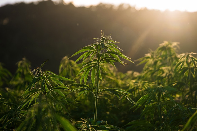 insbesondere-dem-wirkstoff-cbd-werden-zahlreiche-p-cc0-pixabay-nickype-240619_download Insbesondere dem Wirkstoff CBD werden zahlreiche positive Wirkungen nachgesagt.