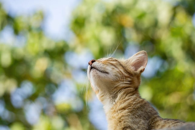 um-eine-entlaufene-katze-wieder-nachhause-zu-locke-cc0--pixabay--adiphotography-251004_download Um eine entlaufene Katze wieder nachhause zu locken, kannst du dir auch ihren Geruchssinn zunutze machen.