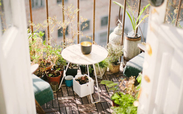 artur-aleksanian-204103-unsplash_640x400 bienenfreundliche Pflanzen Garten Balkon