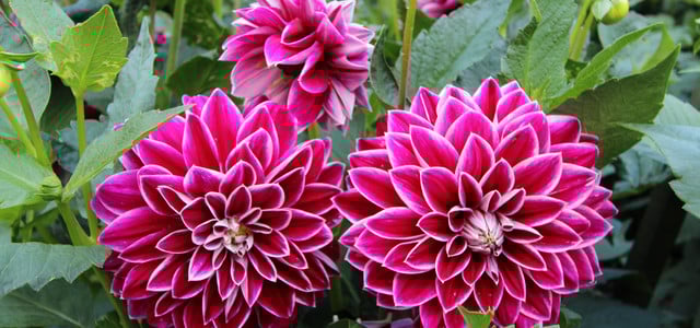 Dahlien pflanzen
