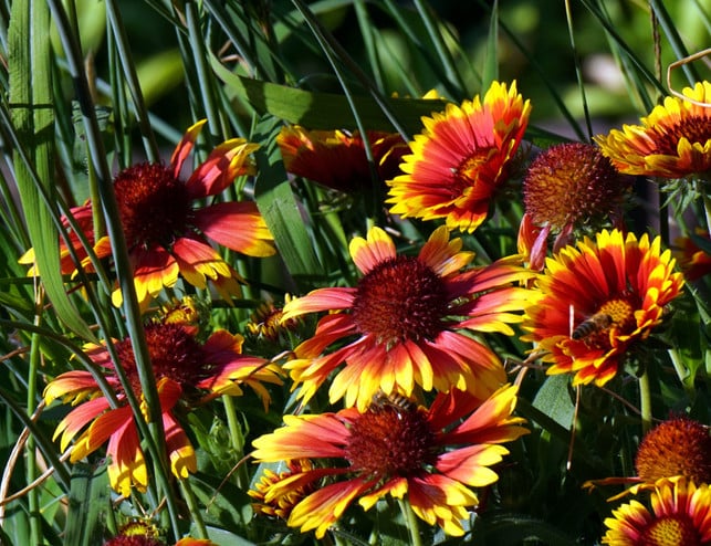 kokardenblumen-sind-wegen-ihrer-farbenfrohen-bluete-cc0--pixabay--matthiasboeckel-250512_download Kokardenblumen sind wegen ihrer farbenfrohen Blüten auch als "Papageienblumen" bekannt.