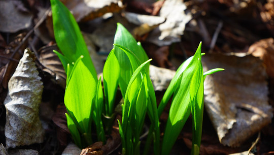 baerlauchzwiebeln-cc0--pixabay--hans-250930 Bärlauchzwiebeln