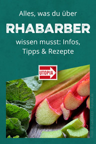 rhabarber-wissenswertes-w-190513 Infos, Tipps, Rezepte: Alles, was du über Rhabarber wissen musst