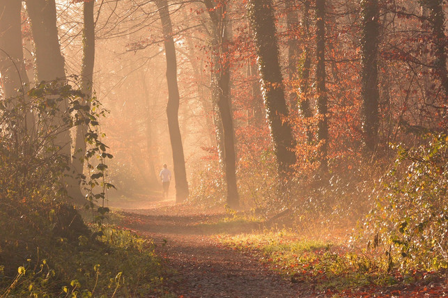 nach-einer-runde-im-wald-koennen-wir-oft-klarer-und-cc0-pixabay-distel2610-180808_download Nach einer Runde im Wald können wir oft klarer und kontrollierter denken.