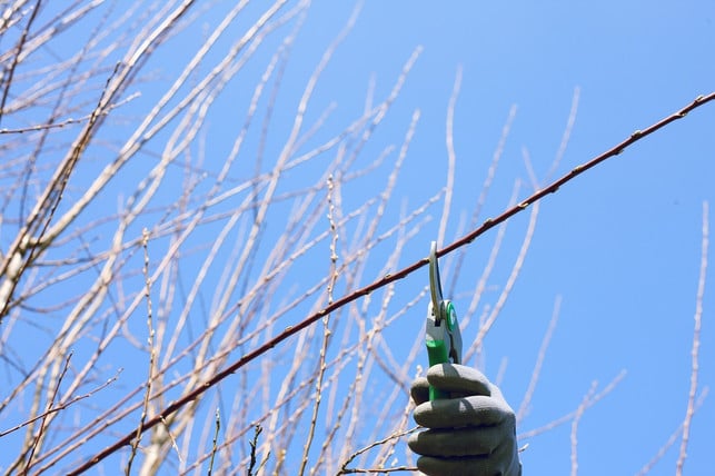 waehle-einen-zweig-mit-genuegend-knospen-um-ihn-fuer-cc0-pixabay-andreas160578-211201_download Wähle einen Zweig mit genügend Knospen, um ihn für Barbarazweige zu schneiden.