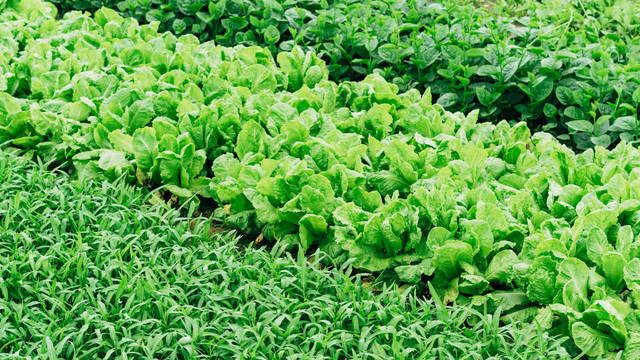 aussaat-im-mai-u-markuswinkler Aussaat im Mai