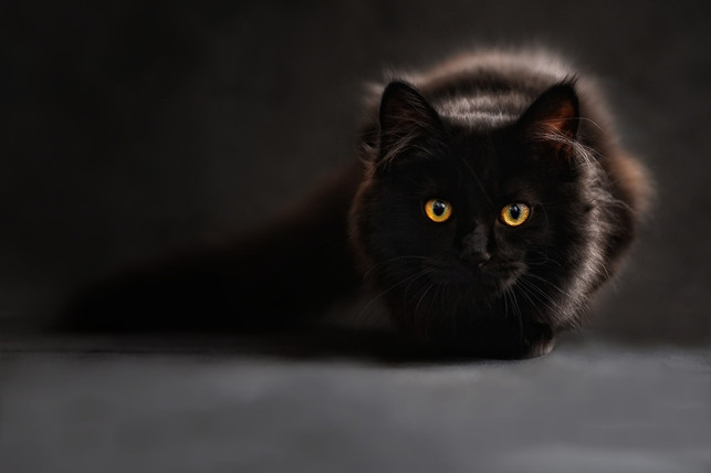 der-aberglaube-der-ungluecksbringenden-schwarzen-ka-cc0-pixabay-claudiawollesen-230730_download Der Aberglaube der unglücksbringenden schwarzen Katze ist weit verbreitet.