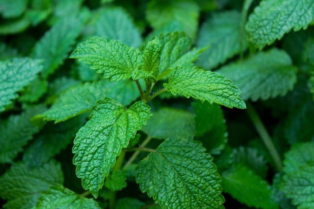 Maybe lemon balm also grows in your garden?