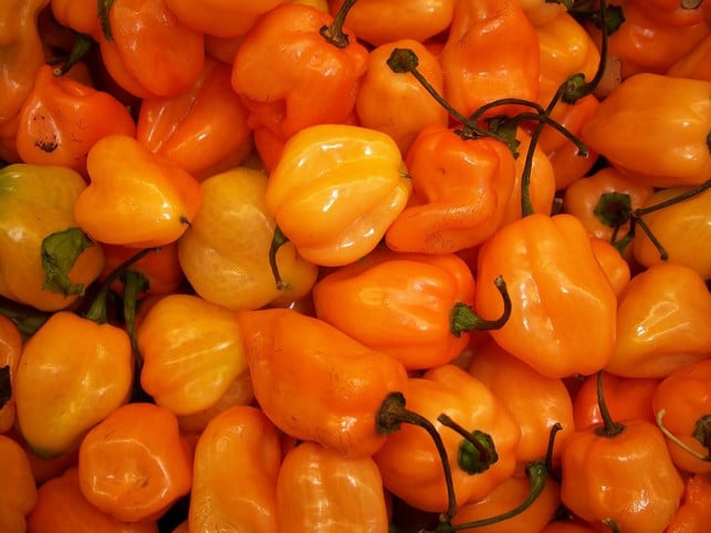 die-habanero-scotch-bonnet-hat-einen-besonders-hoh-cc0-pixabay-publicdomainpictures-211124_download Die Habanero Scotch Bonnet hat einen besonders hohe Schärfegrad.