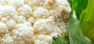 Blumenkohl mit schwarzen Punkten: Wegwerfen oder noch essen?