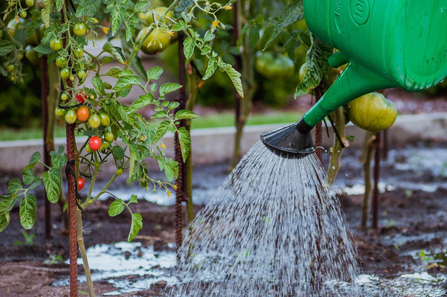 um-grauschimmel-zu-vermeiden-giesse-deine-tomaten-cc0-pixabay-jwvein-211224_download Um Grauschimmel zu vermeiden, gieße deine Tomaten direkt am Boden, ohne die Blätter zu benetzen.