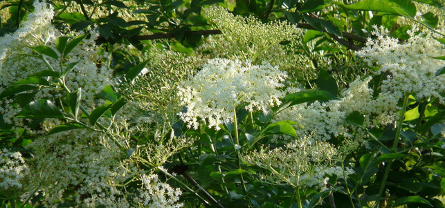 superfoods-holunderblueten-pb-hans-170217-1280x600 Holunderblüten sehen schön aus, schmecken lecker und sind gesund.