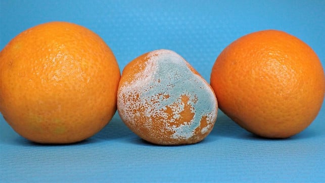 ist-eine-schlimmlige-orange-im-netz-musst-du-nich-cc0-pixabay-mostlymarvelling-230206_download Wenn du Schimmel gegessen hast, ist das meist ungefährlich. Schimmliges Obst solltest du trotzdem entsorgen!