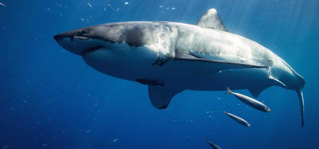 Influencerin isst Weißen Hai - jetzt ermittelt die Polizei