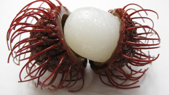 rambutan-litschi-cc0--pixabay--publicdomainpictures-260326 rambutan litschi