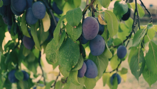 pflaumenbaum-schneiden-cc0-pixabay-mih83-191014 pflaumenbaum schneiden