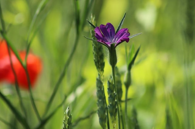 am-leichtesten-holst-du-dir-die-kornrade-mittels-s-cc0-pixabay-nennieinszweidrei-200223_download Am leichtesten holst du dir die Kornrade mittels Saatgut in den Garten.