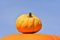 kuerbis-fuer-herbstliches-brot-cc0-pixabay-capri23auto-180924_download Kürbis für herbstliches Brot.