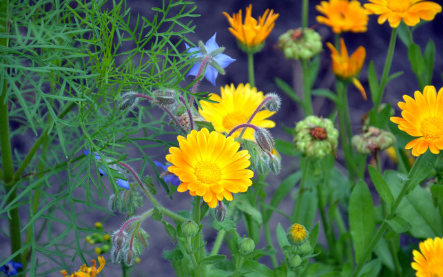 bienenweide-pflanzen-pb-cc0-180412-1280x800 Bienenweide: Ringelblume