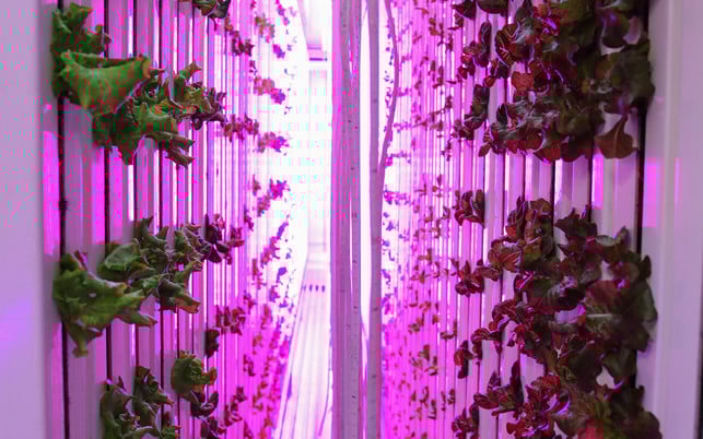 Vertical-Farming-Bild-von-Freight-Farms-LED-20190226-1280x800 Vertical-Farming-Bild-von-Freight-Farms-LED