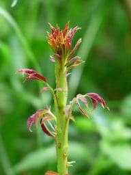 junger-rosentrieb-cc0-pixabay-hans-190227_download Im Frühling treiben Rosen wieder aus – dann solltest du mit dem Umpflanzen noch einige Monate warten.