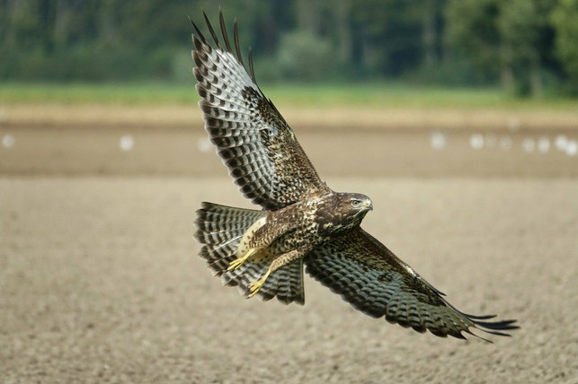 maeusebussard-auf-der-jagd-cc0-pixabay-abeijeman-211130_download Mäusebussard auf der Jagd.